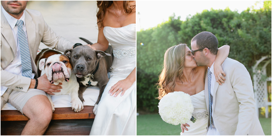 puppies with bride and groom