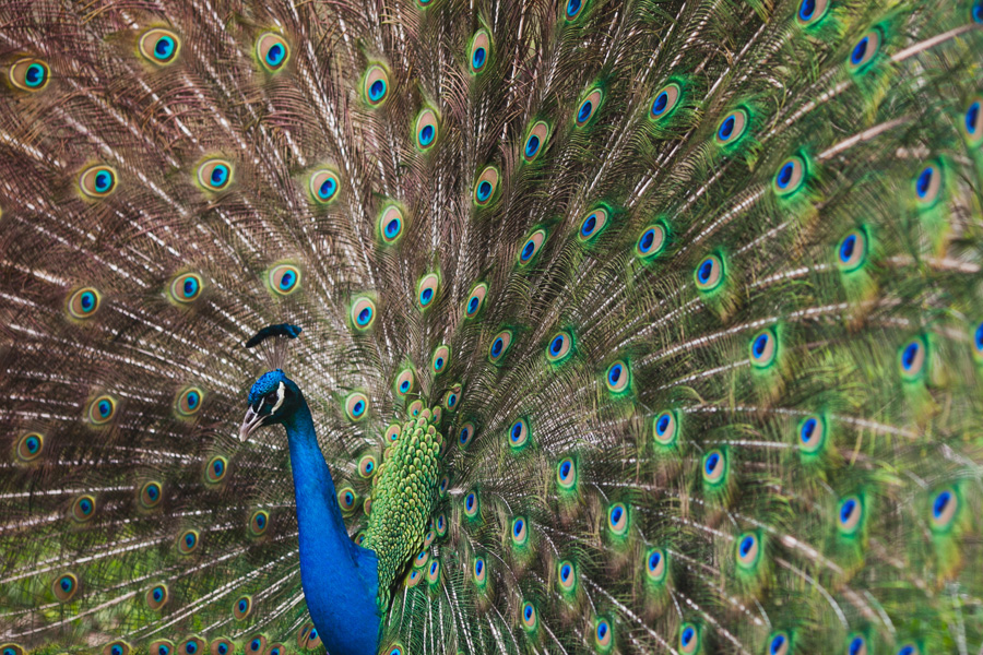 peacocks at a wedding