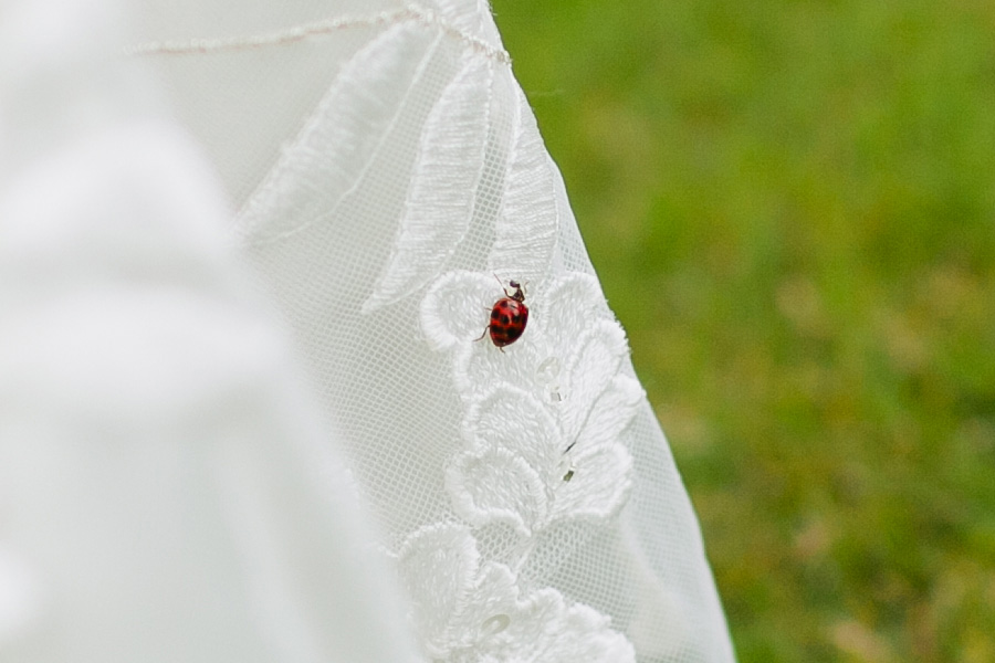 ladybug for good luck
