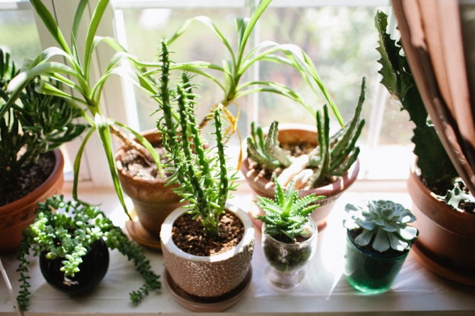 succulent collection