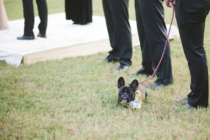 dog at wedding